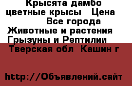 Крысята дамбо цветные крысы › Цена ­ 250 - Все города Животные и растения » Грызуны и Рептилии   . Тверская обл.,Кашин г.